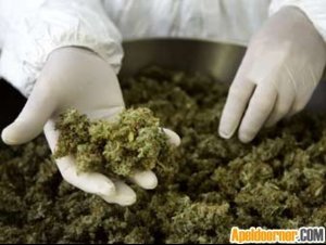 herbs.jpg