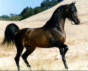 horse.jpg