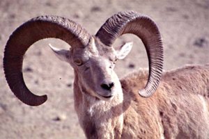 Urial.jpg