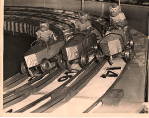 monkeyspeedway20V1.6595240_std.jpg
