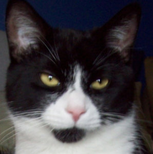 jacko.jpg