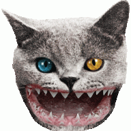 Shark Cat