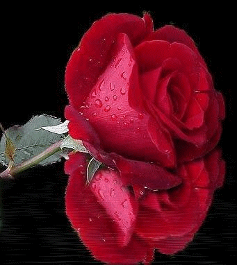 rose-rouge-reflet.gif